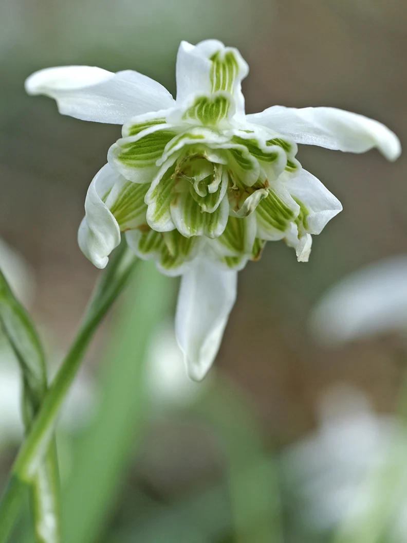 Fylld snödroppe 'Flore Pleno' - Image 3