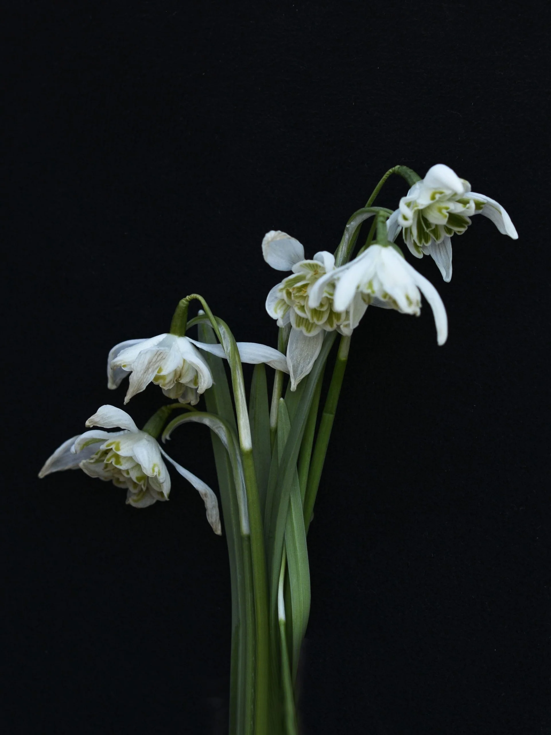 Fylld snödroppe 'Flore Pleno' - Image 4