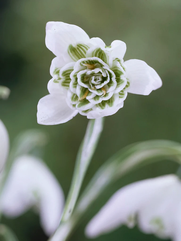 Fylld snödroppe 'Flore Pleno' - Image 5