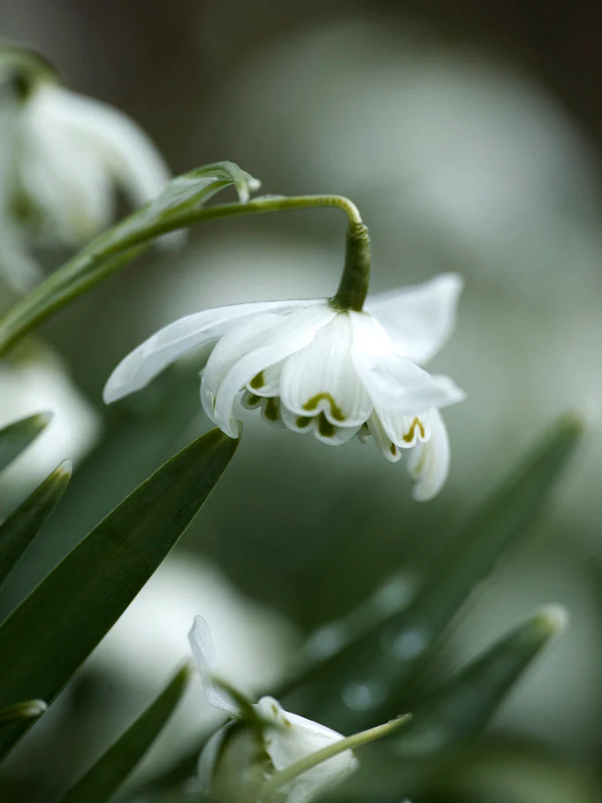 Fylld snödroppe 'Flore Pleno' - Image 6