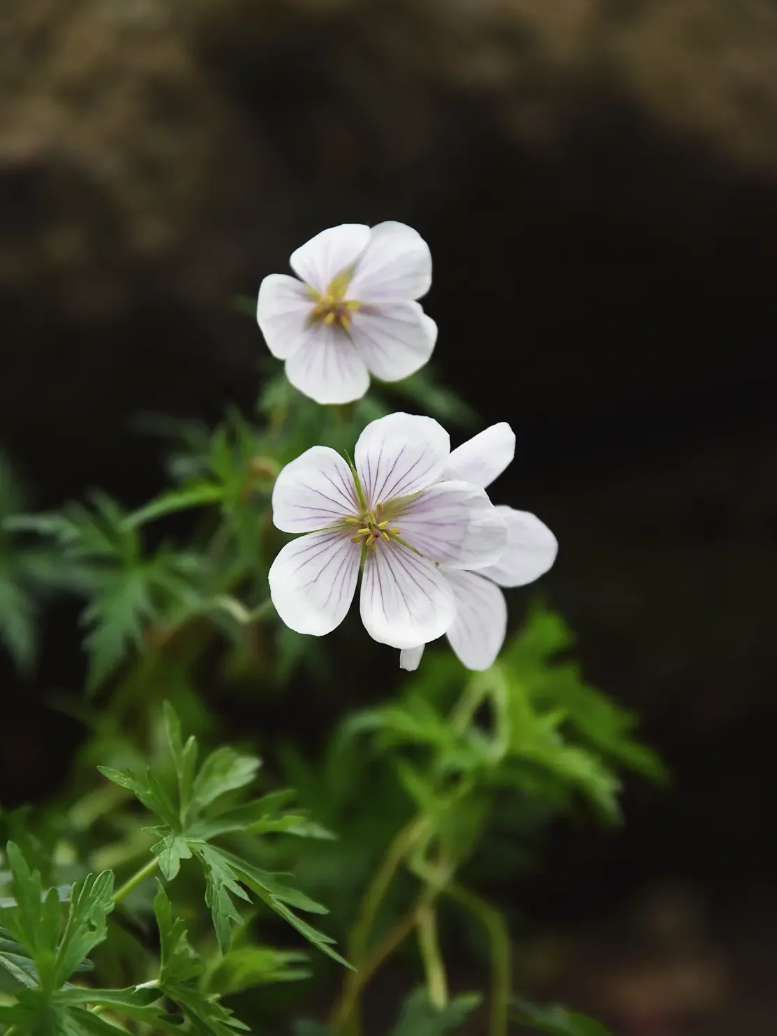 Kashmirnäva 'Kashmir White' - Image 3