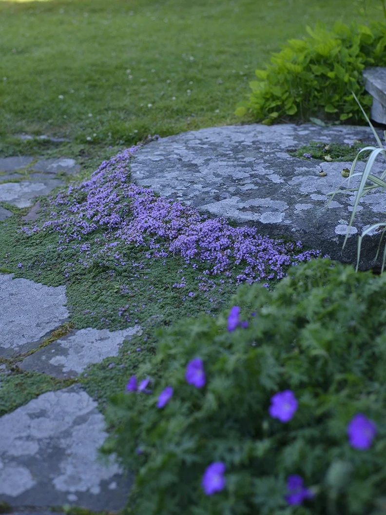 Gråtimjan - Image 3