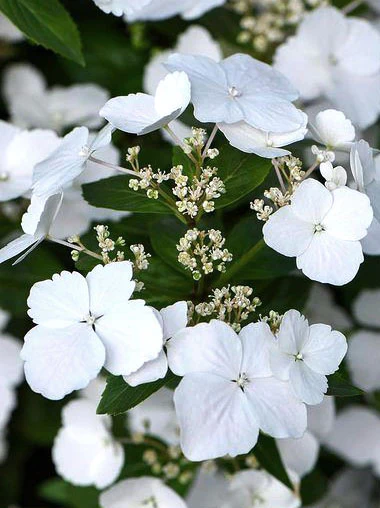 Hortensia 'Runaway Bride' - Image 3