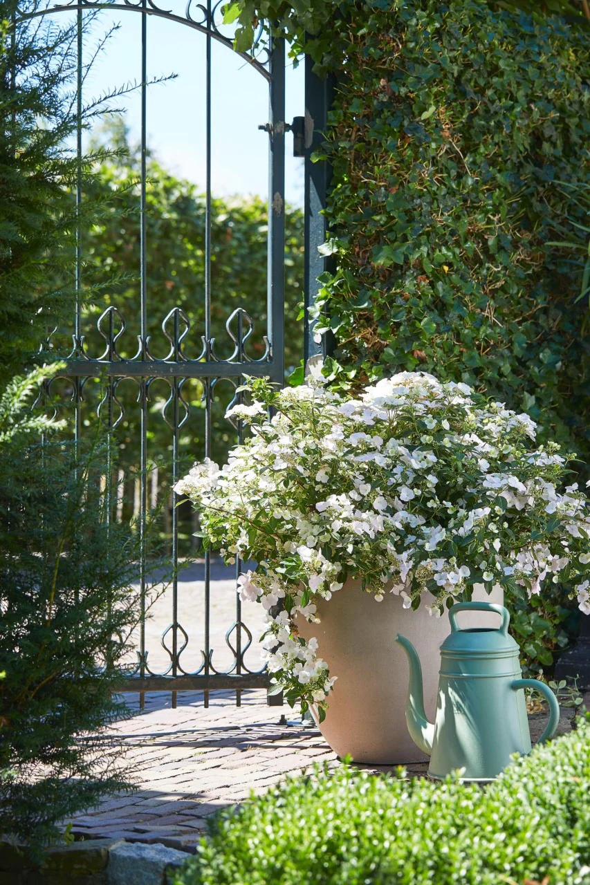 Hortensia 'Runaway Bride' - Image 4
