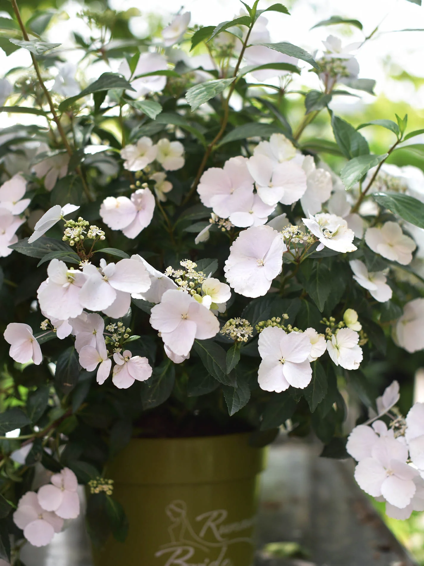 Hortensia 'Runaway Bride' - Image 5