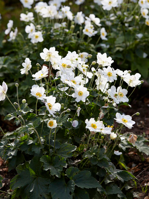 Höstanemon 'Honorine Jobert' - Image 3