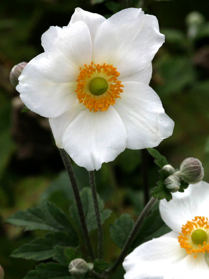 Höstanemon 'Honorine Jobert' - Image 4