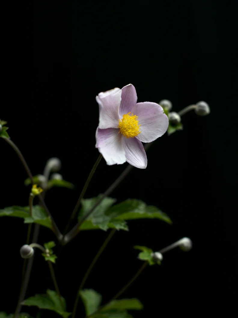 Miniatyrbild 1