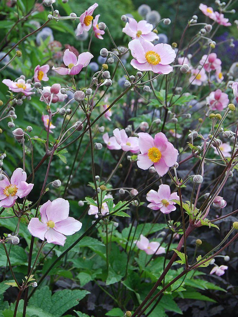 Höstanemon 'Robustissima' - Image 3