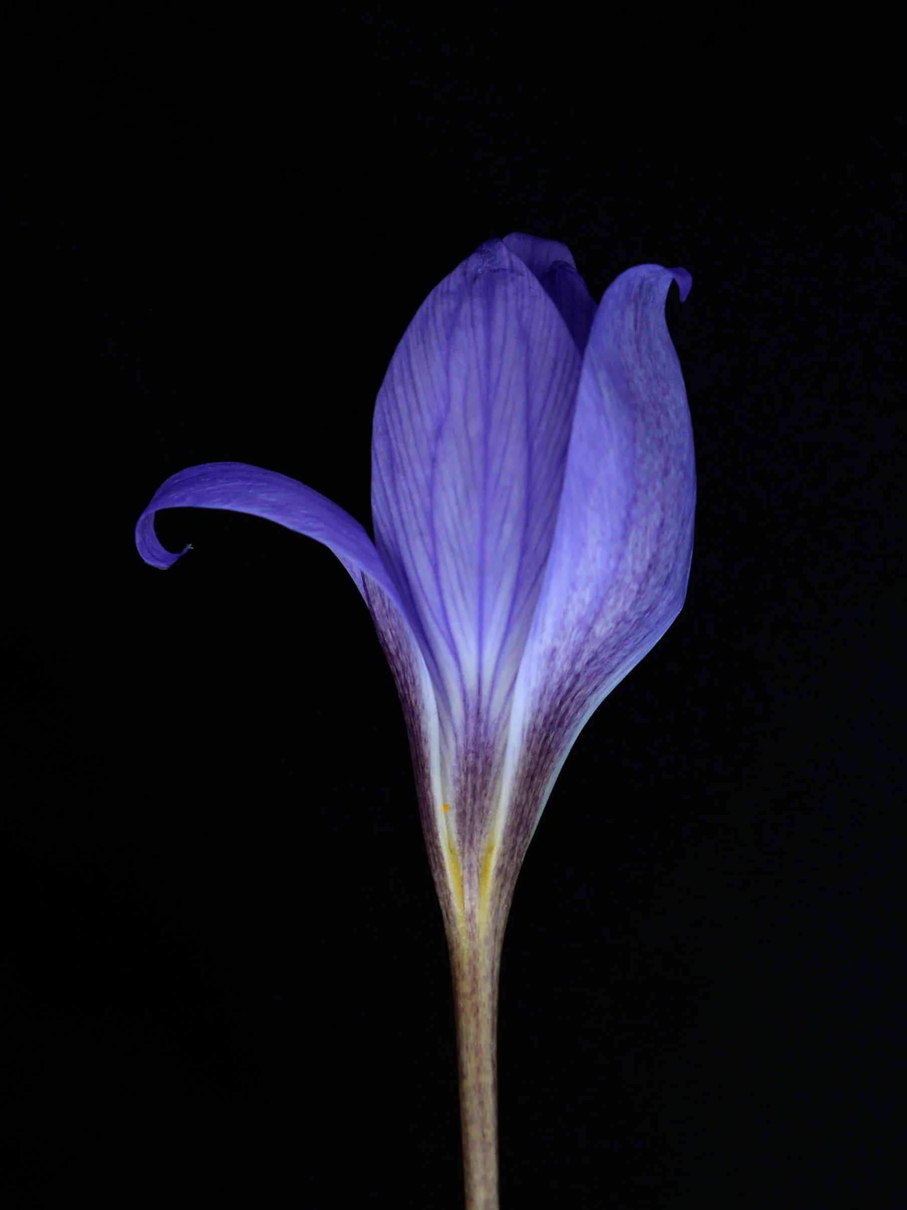 Miniatyrbild 1