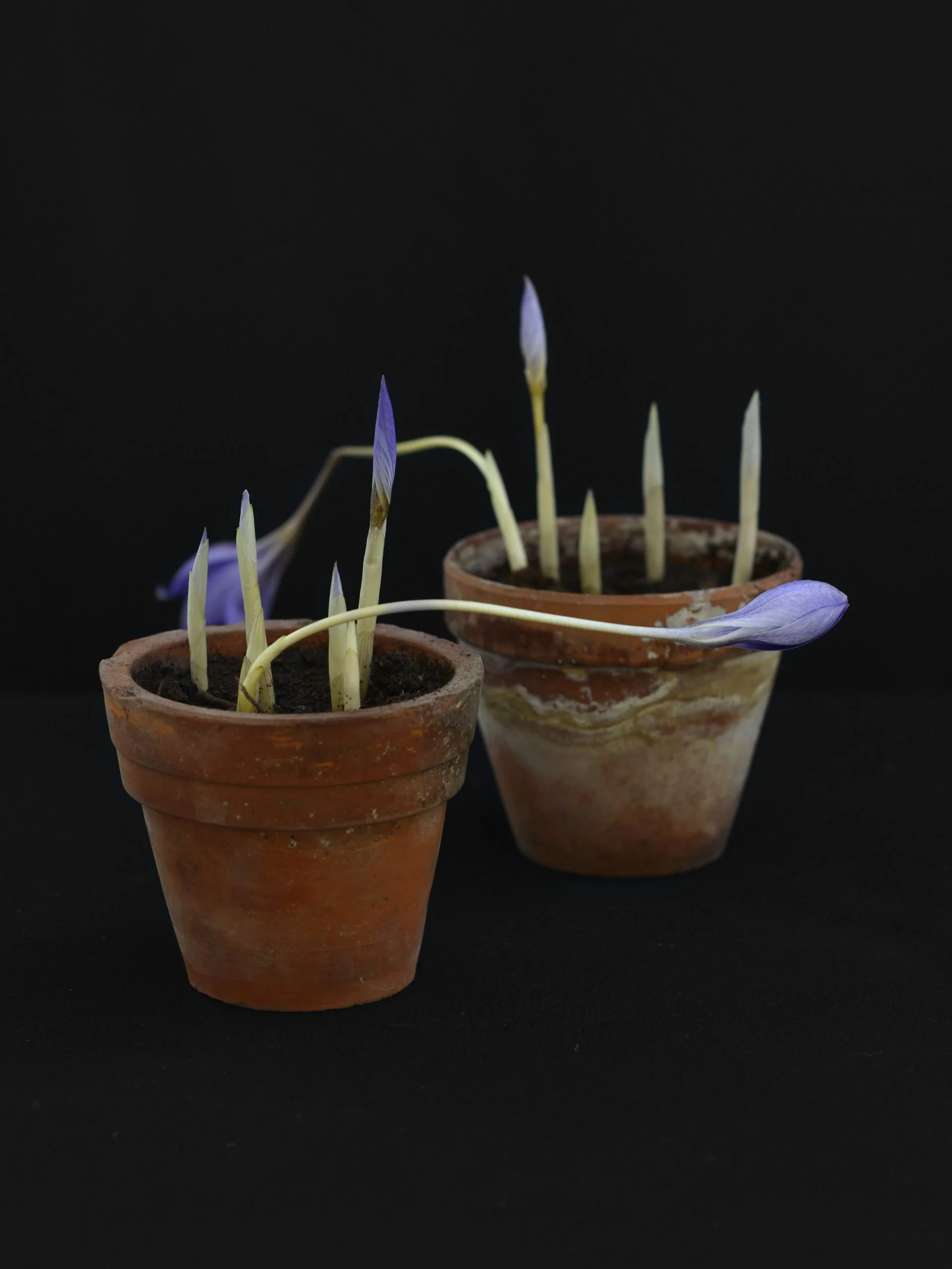 Miniatyrbild 2