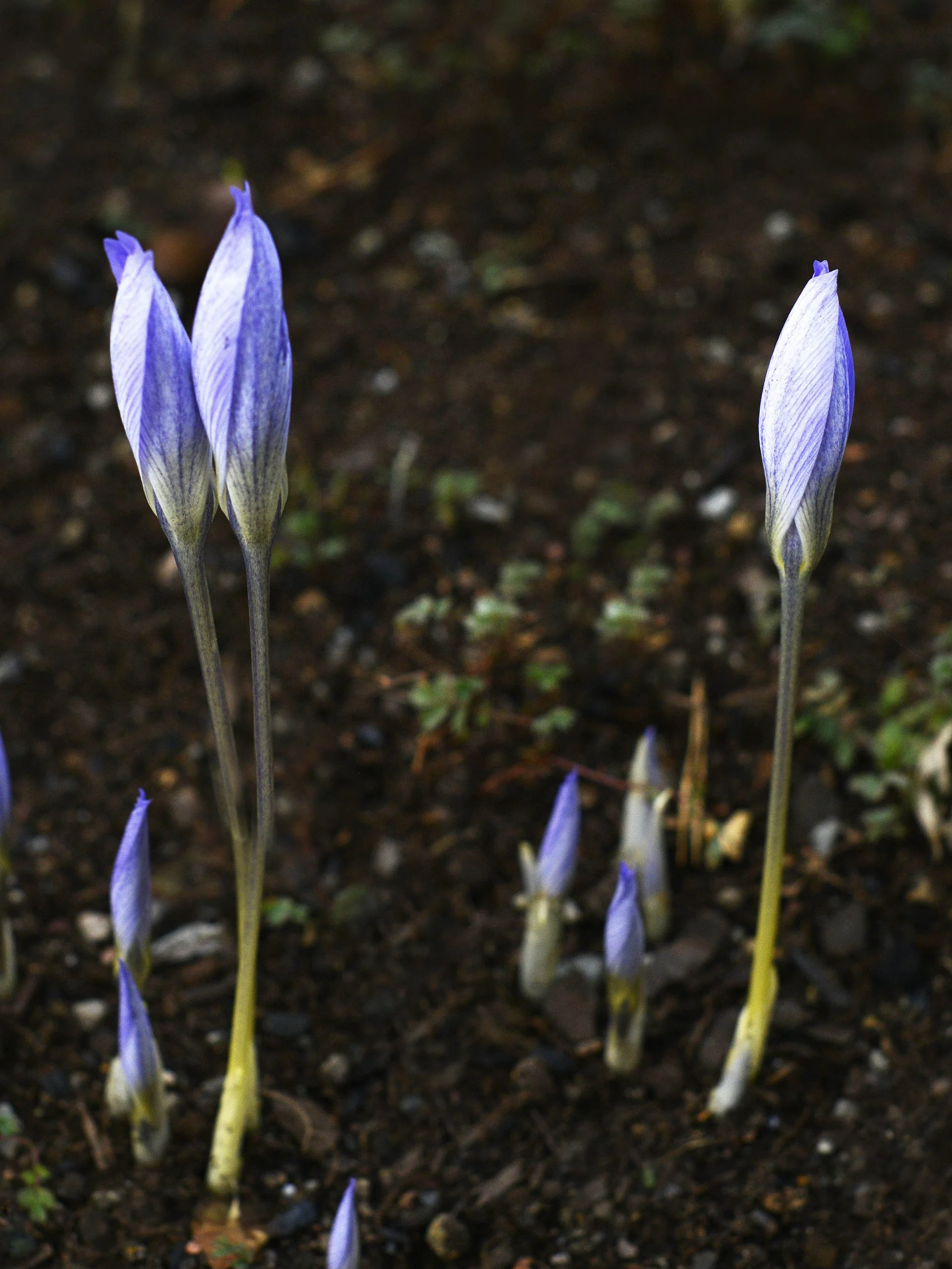 Höstkrokus - Image 3