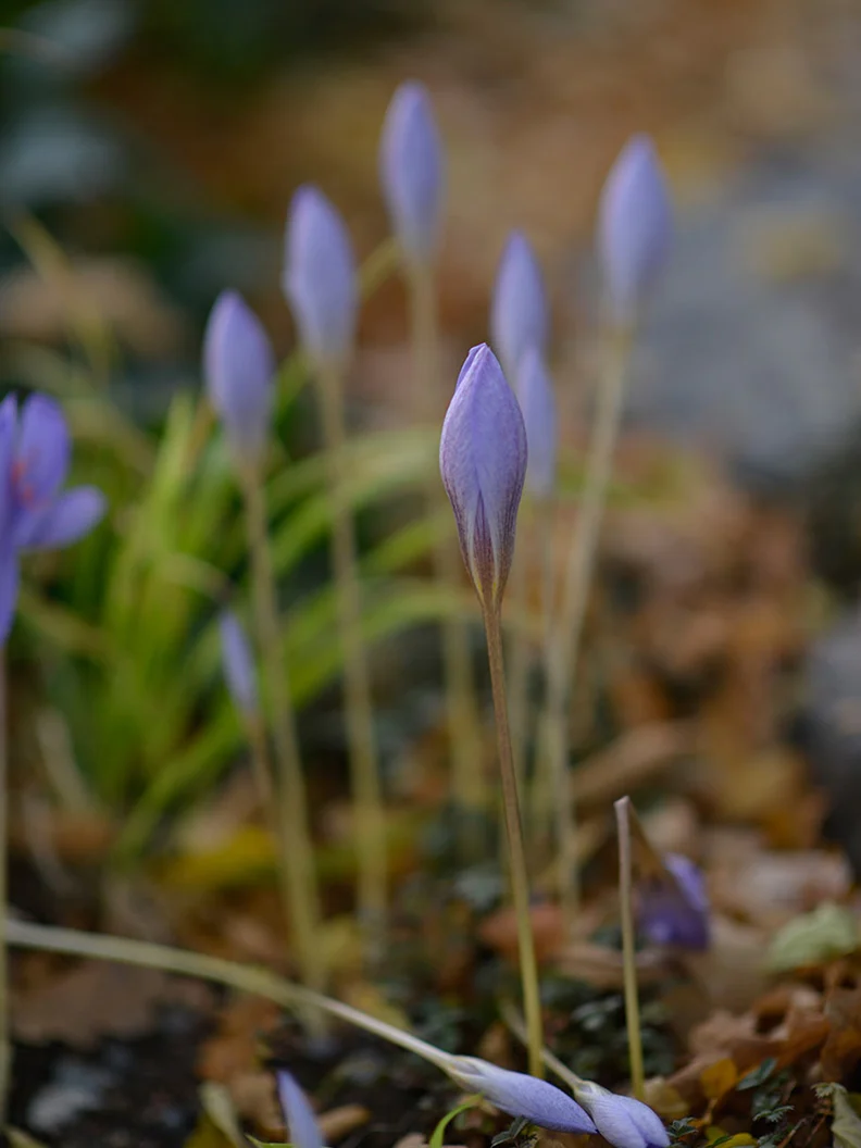 Höstkrokus - Image 4