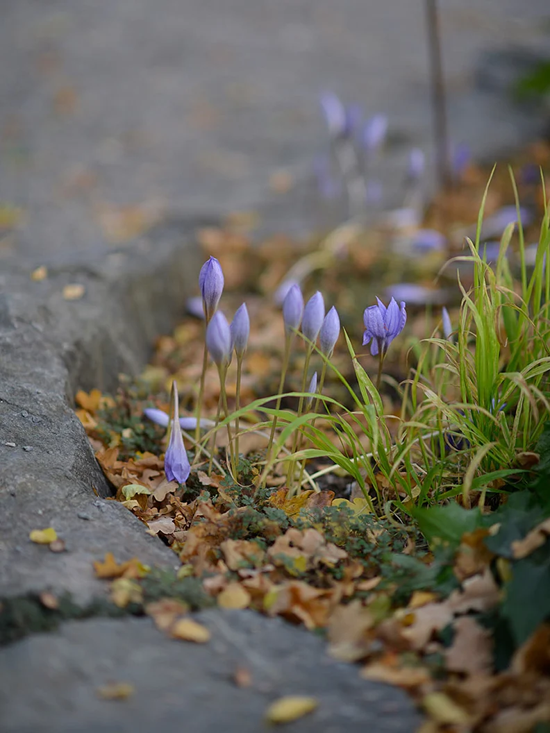 Höstkrokus - Image 5