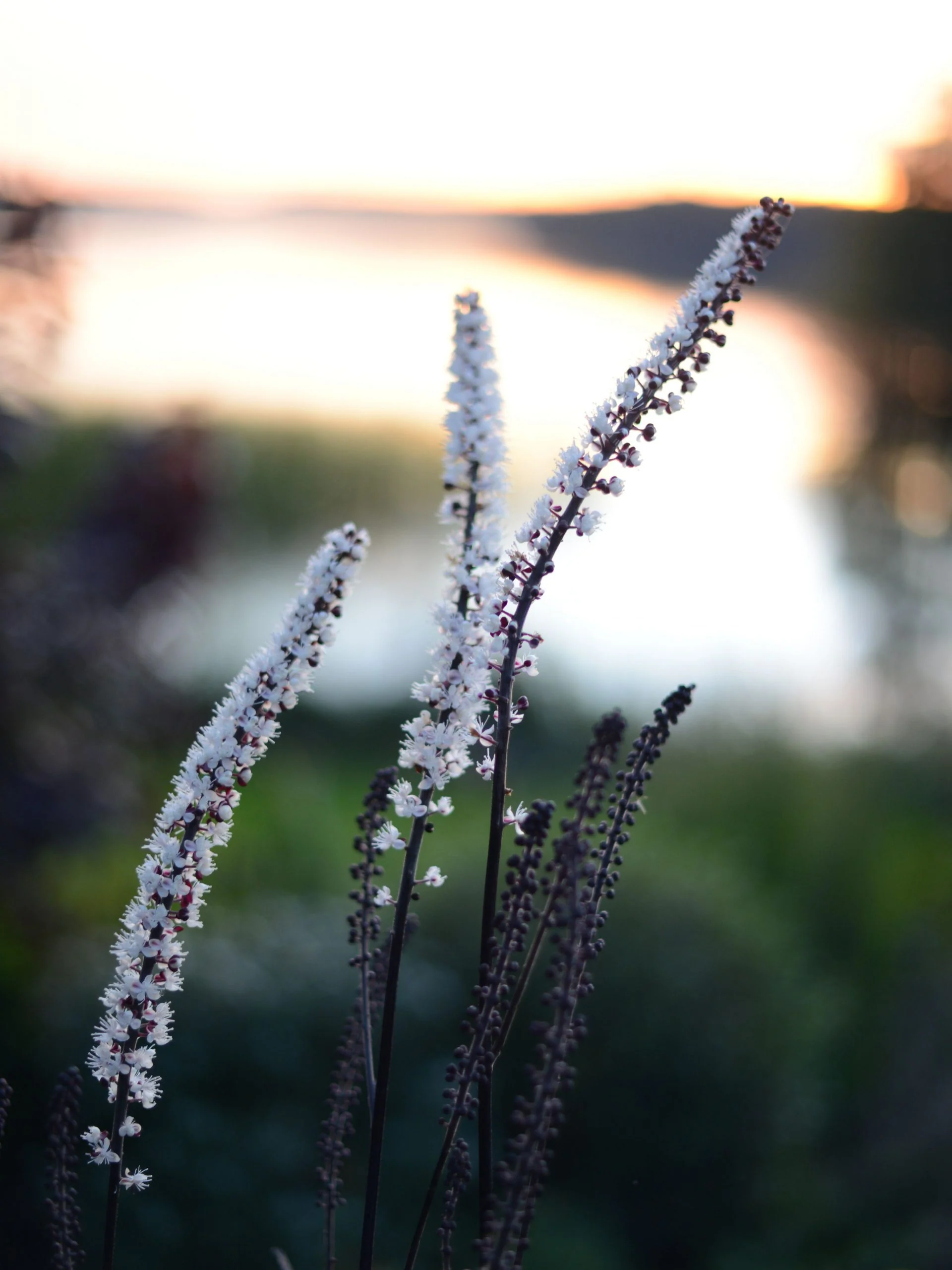 Miniatyrbild 1