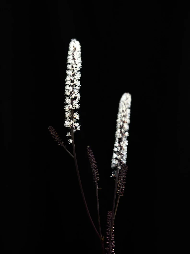 Höstsilverax Brunette - Image 4