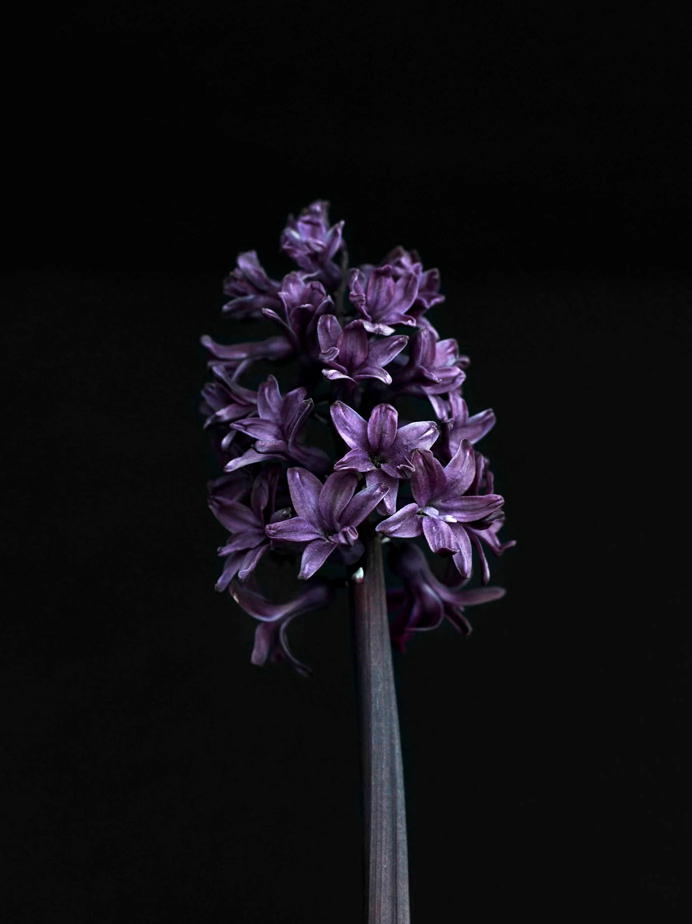 Miniatyrbild 1