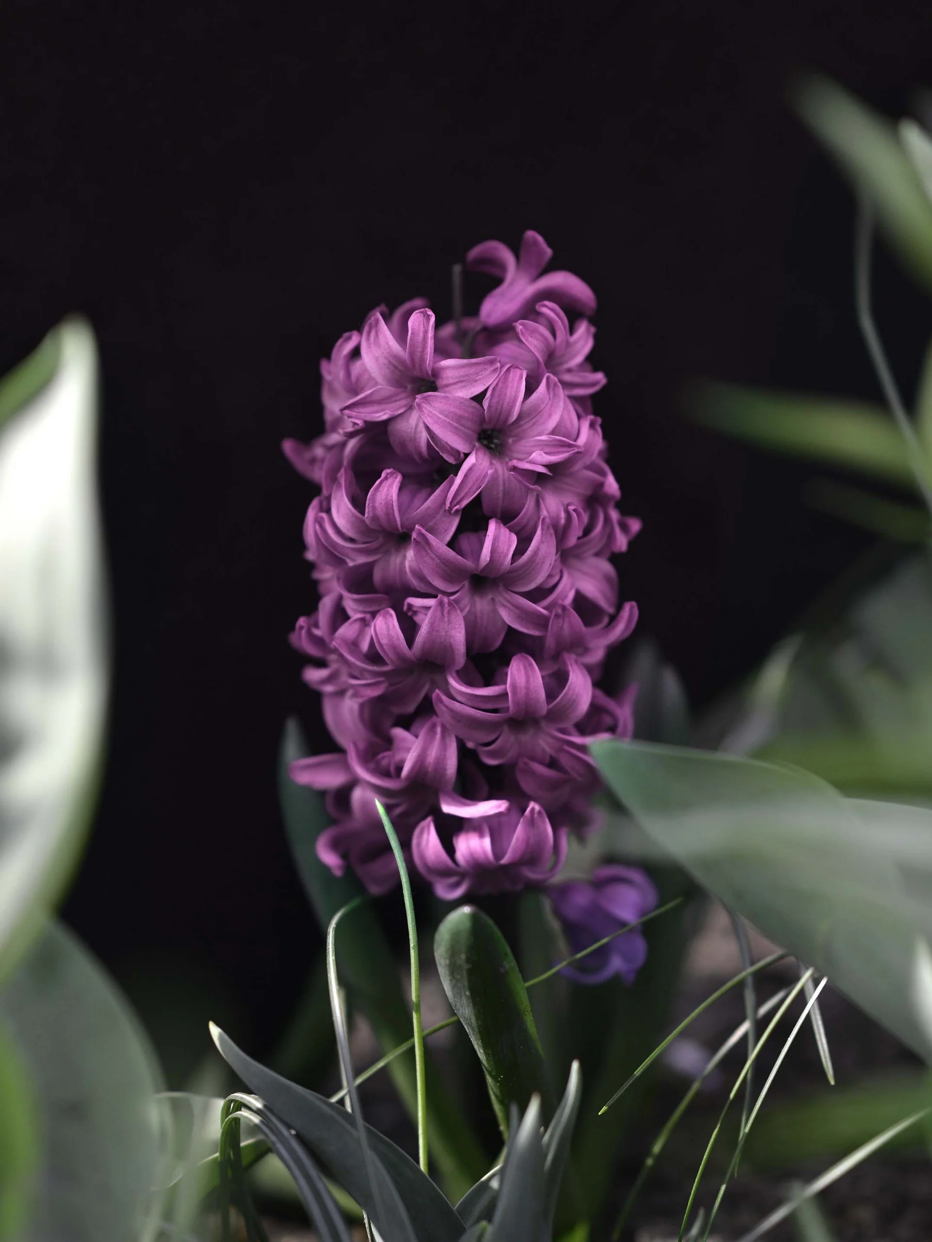 Miniatyrbild 1