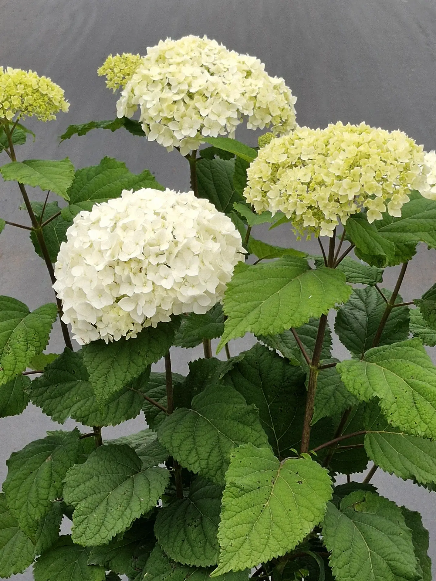 Vidjehortensia 'FlowerWow' - Image 3