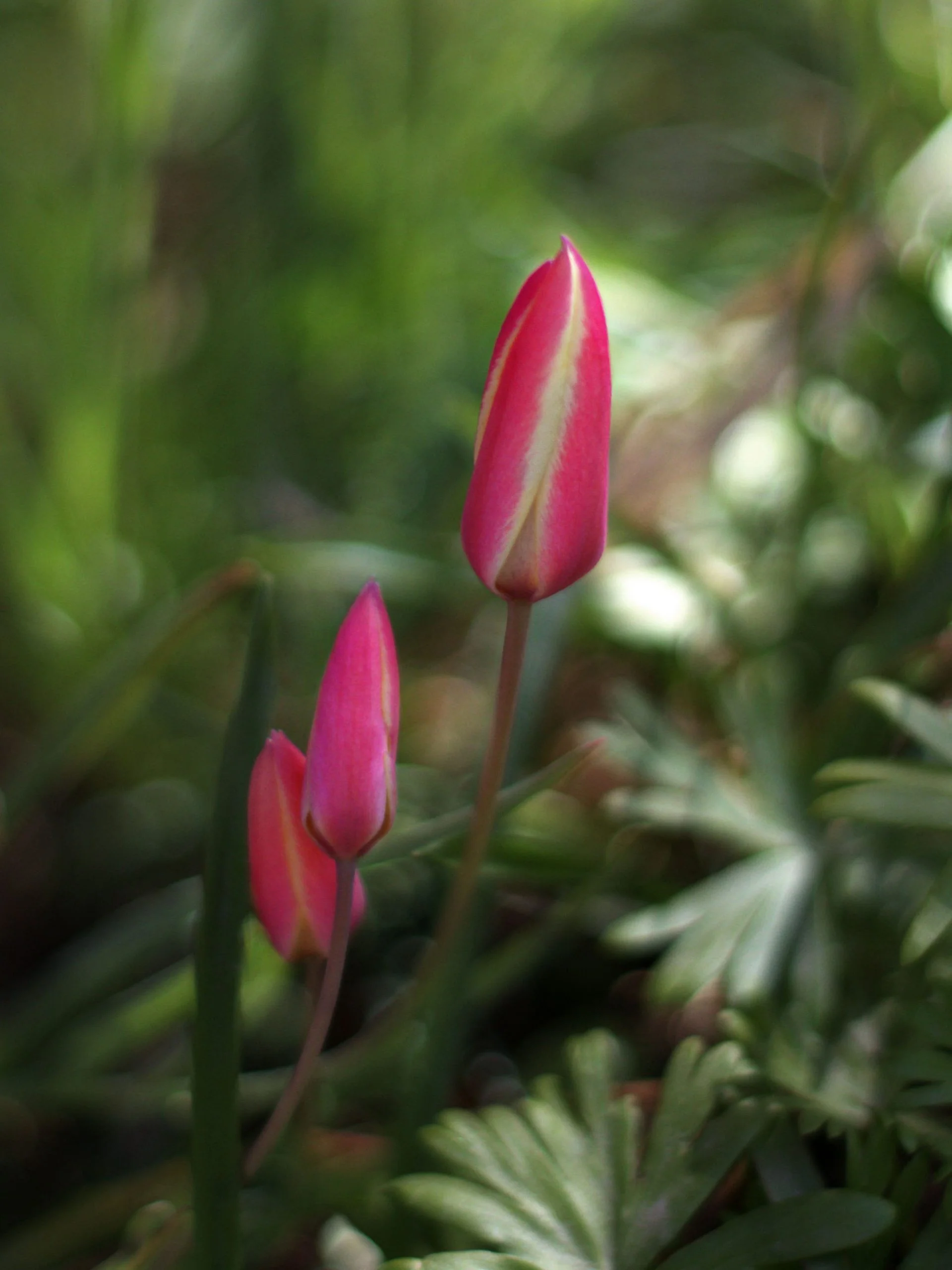 Miniatyrbild 1