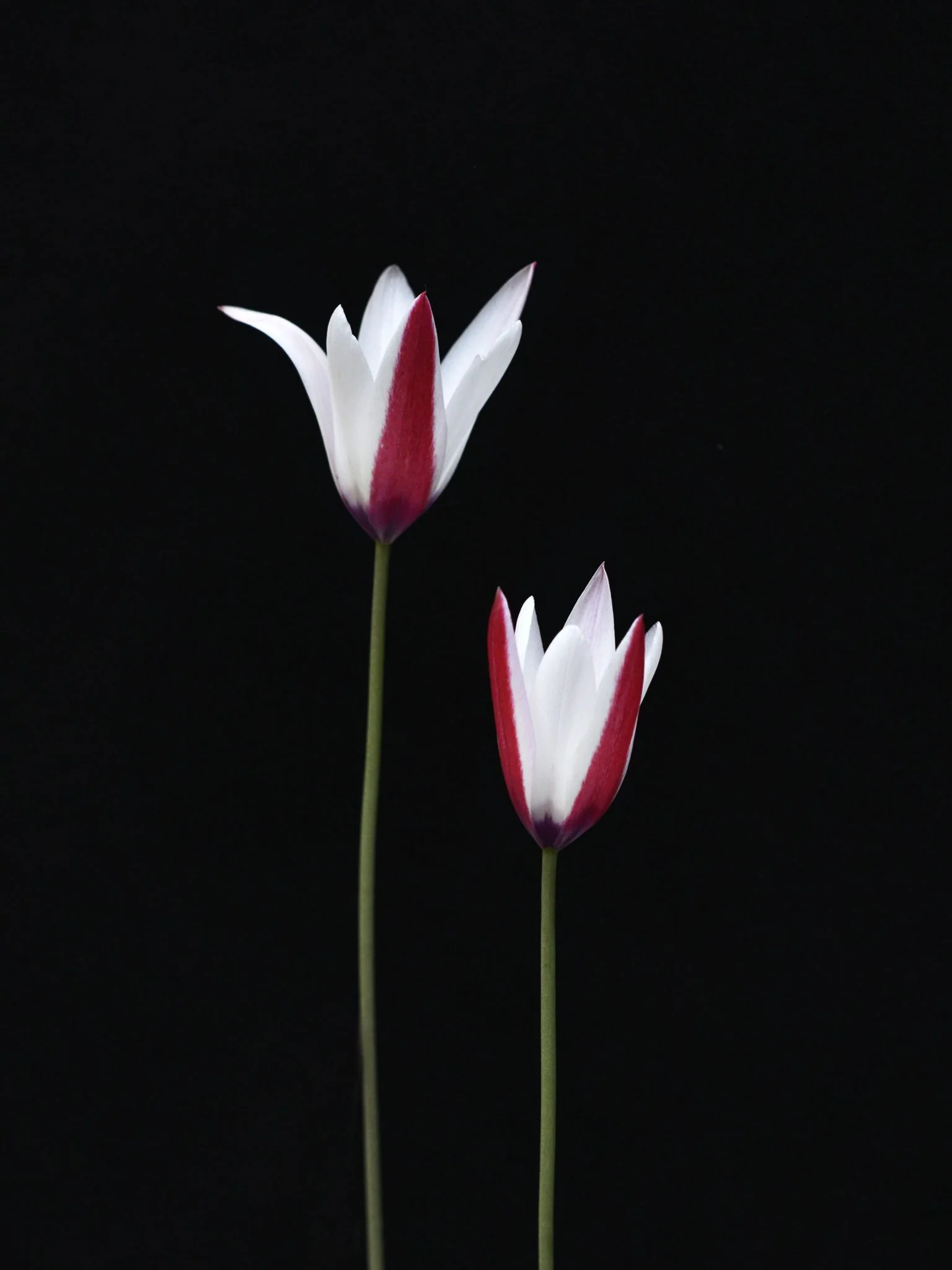 Miniatyrbild 2