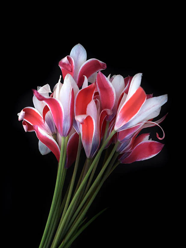 Italiensk tulpan 'Peppermint stick' - Image 3