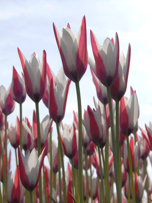 Italiensk tulpan 'Peppermint stick' - Image 4