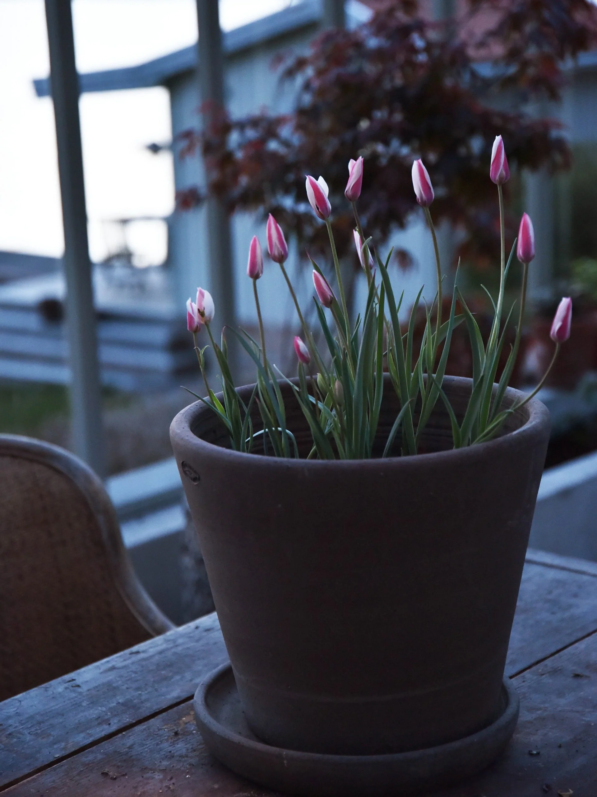 Italiensk tulpan 'Peppermint stick' - Image 5