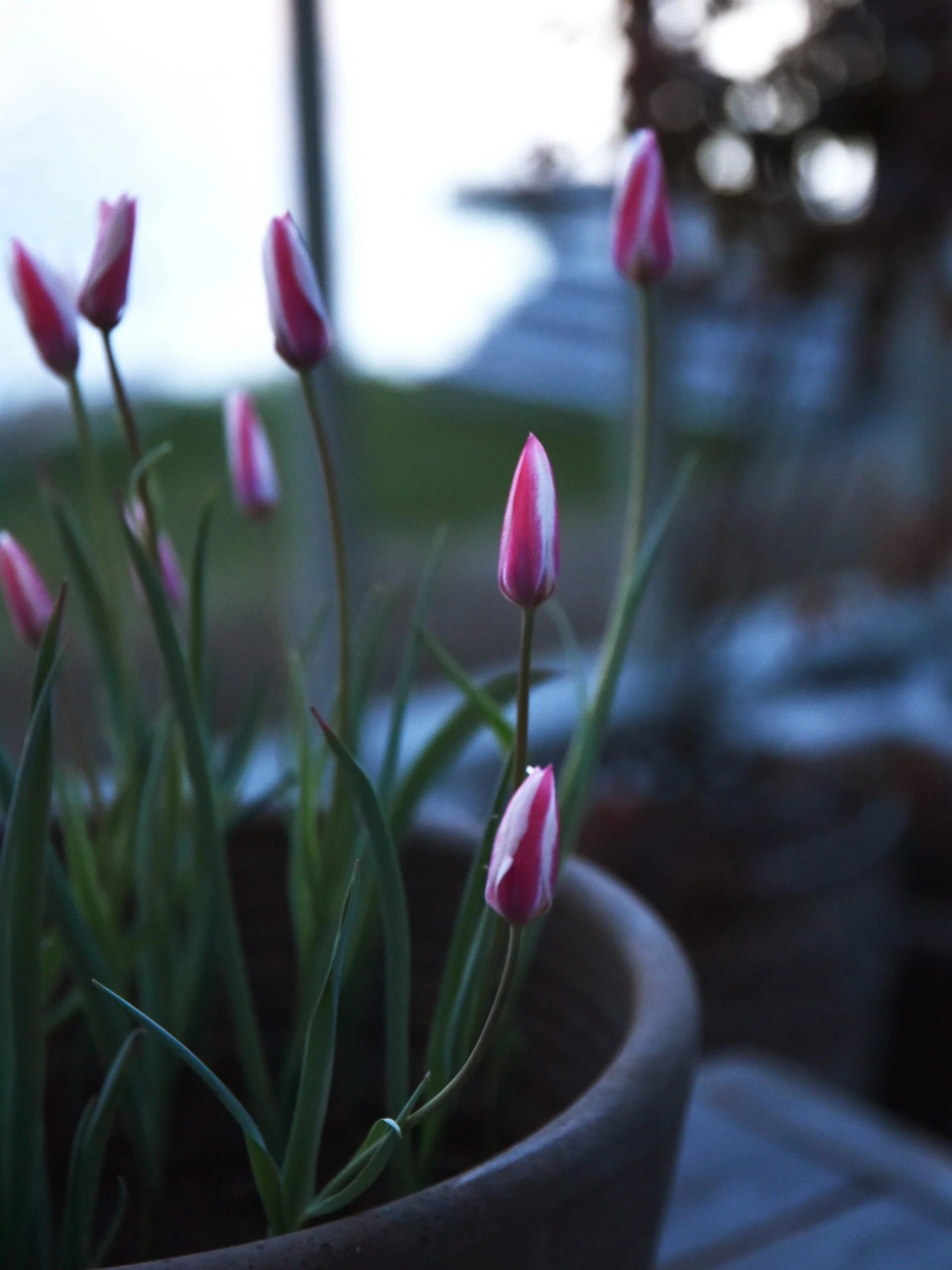 Italiensk tulpan 'Peppermint stick' - Image 7