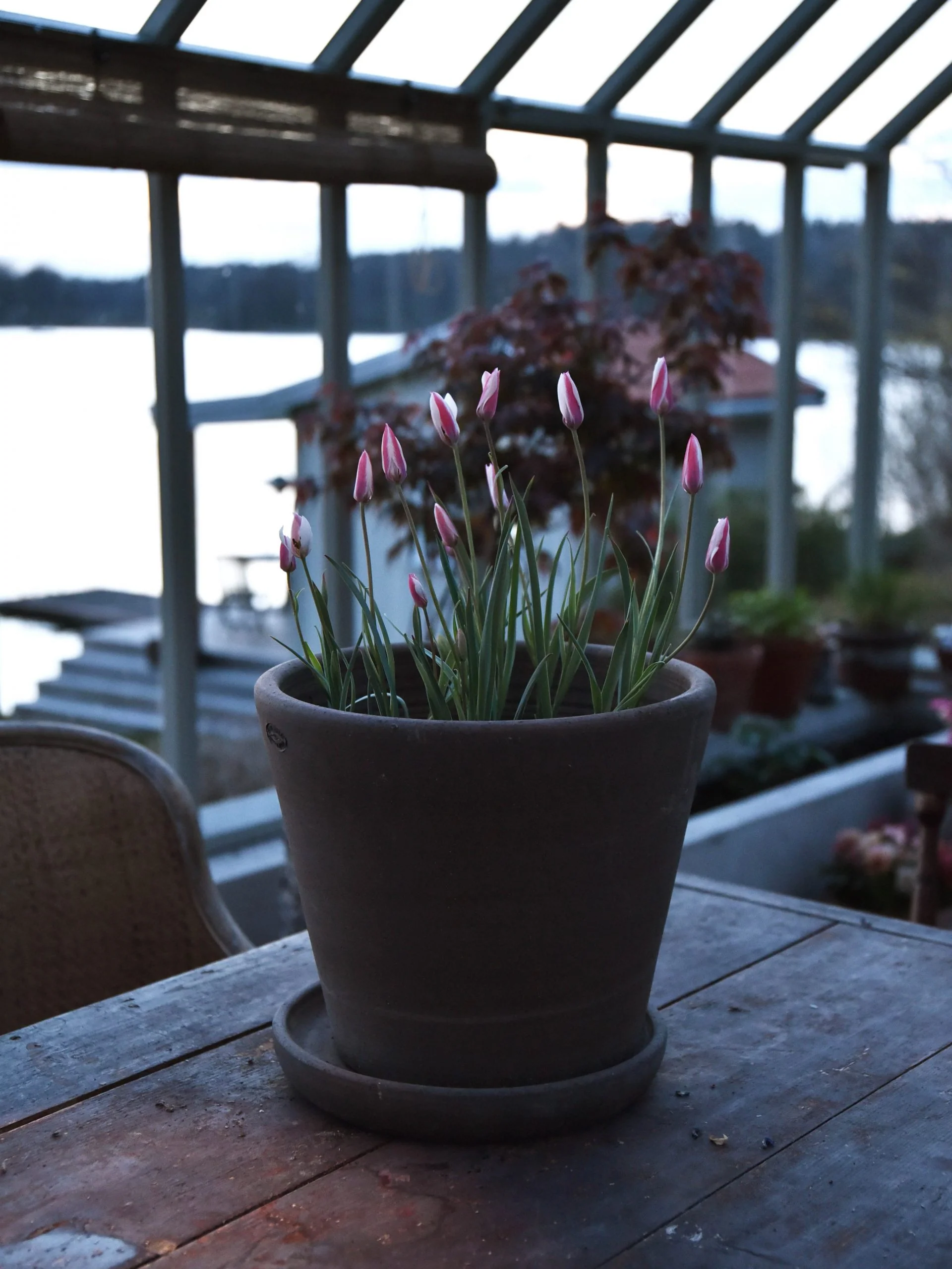 Italiensk tulpan 'Peppermint stick' - Image 8