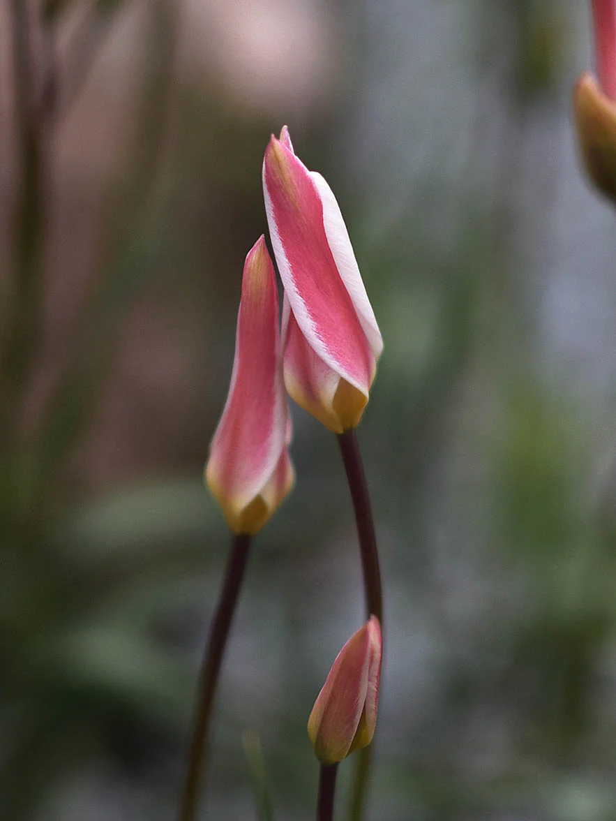 Miniatyrbild 1