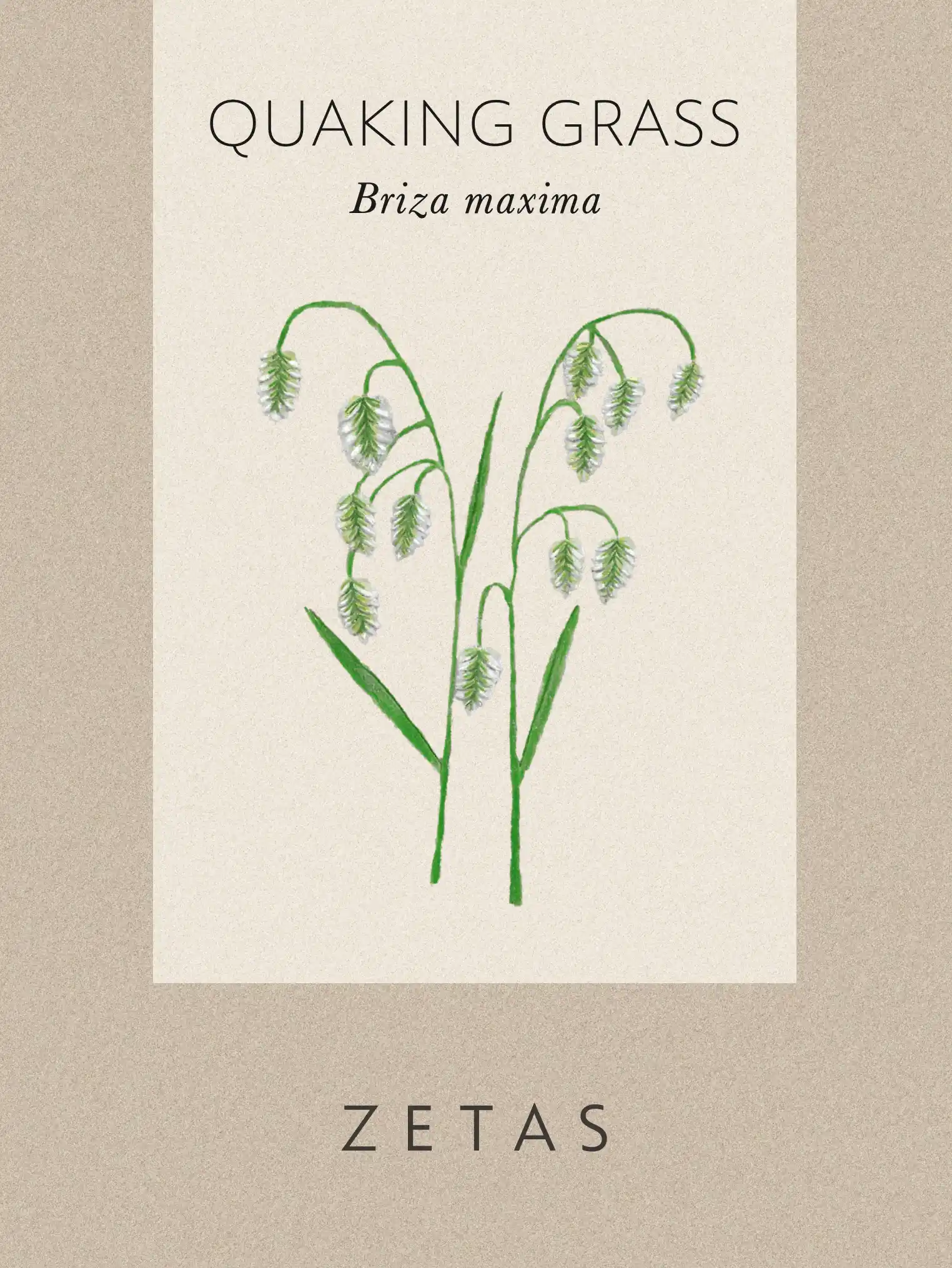 Italienskt darrgräs - Image 2
