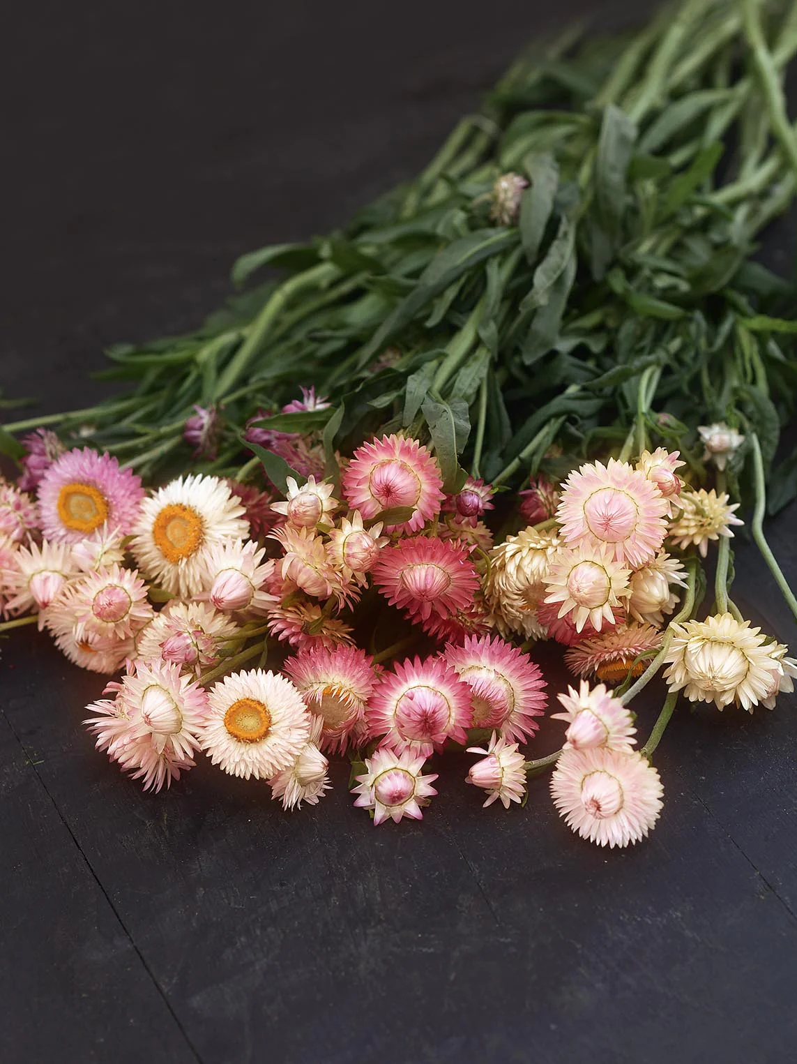 Jätteeternell 'Salmon Rose' - Image 2