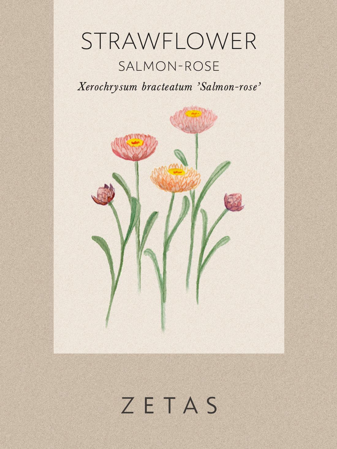 Jätteeternell 'Salmon Rose' - Image 3