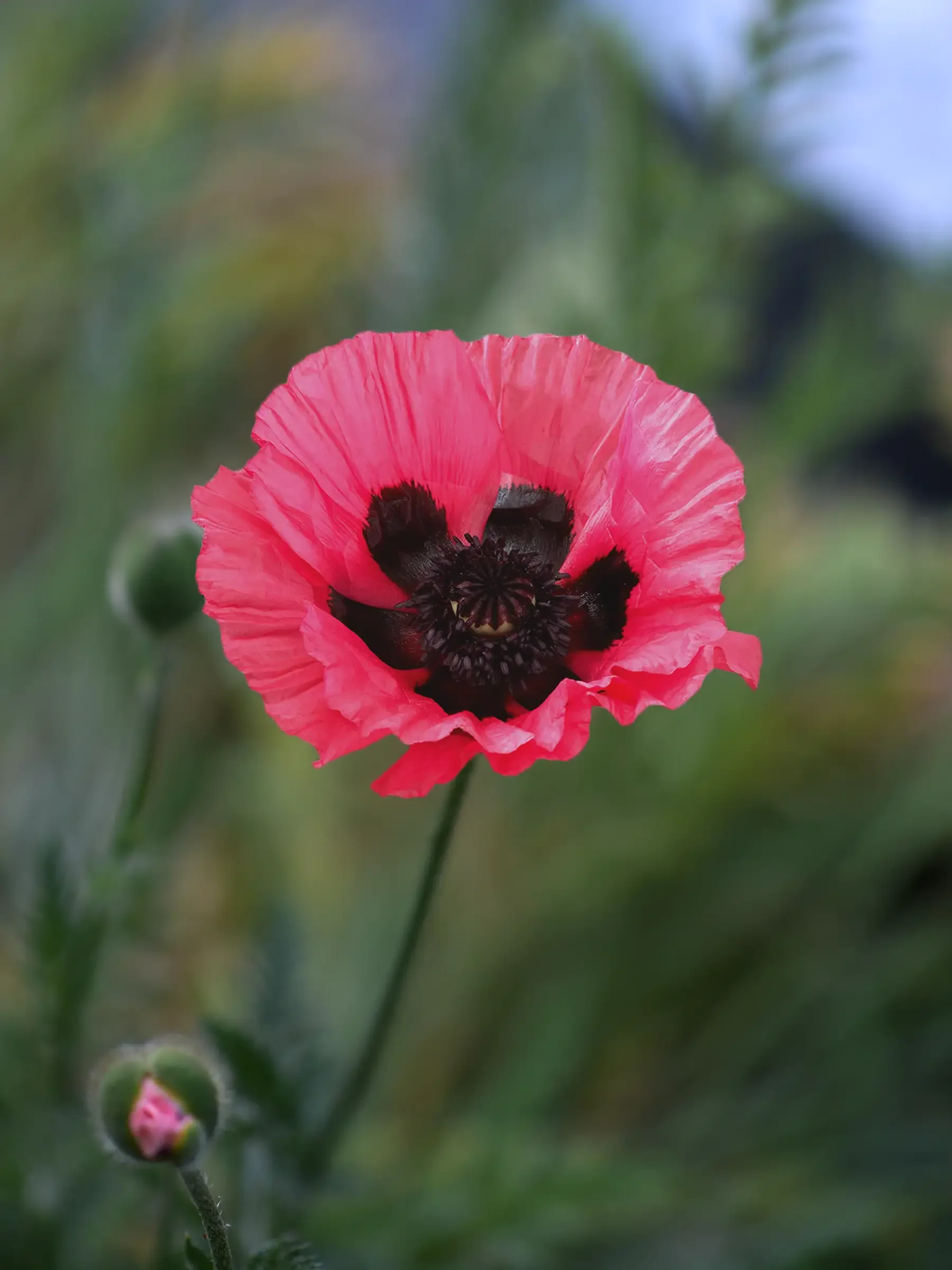 Miniatyrbild 1