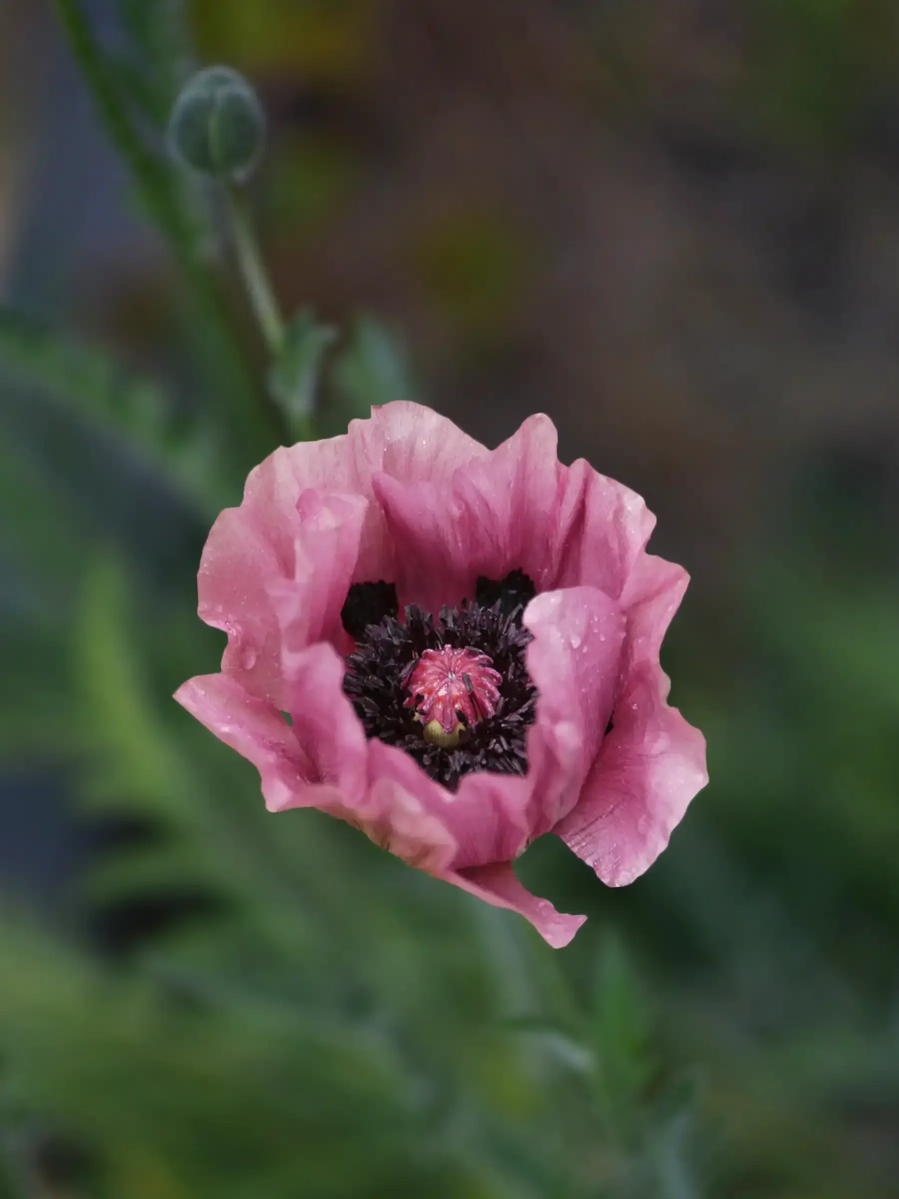 Miniatyrbild 1