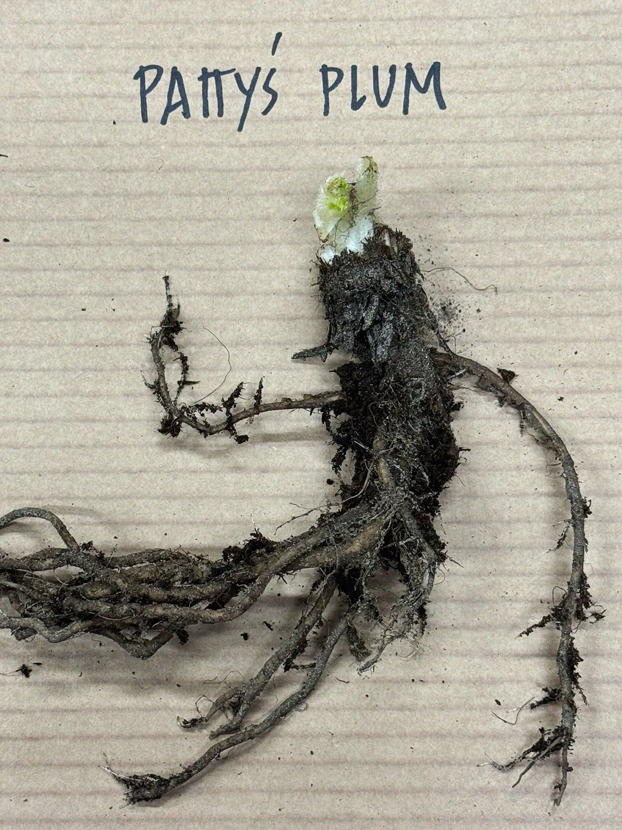 Miniatyrbild 2