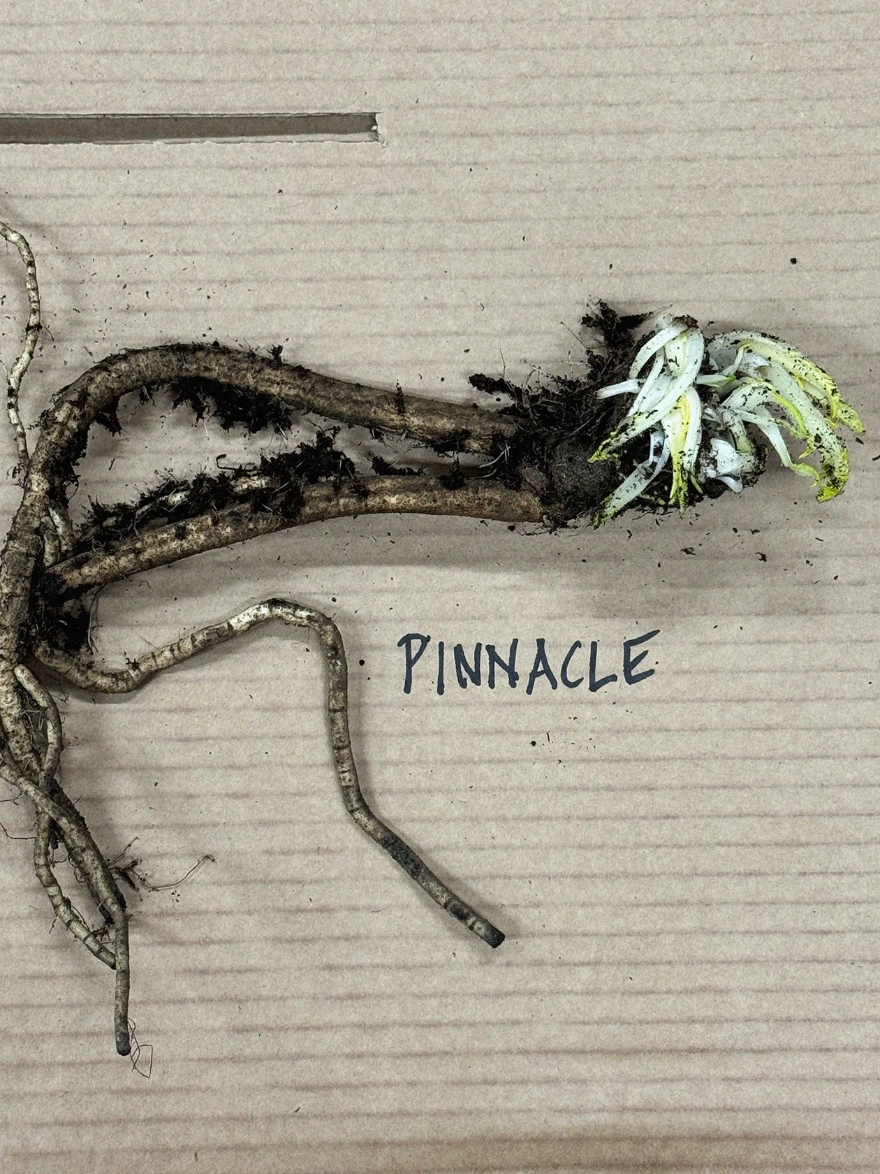 Miniatyrbild 2