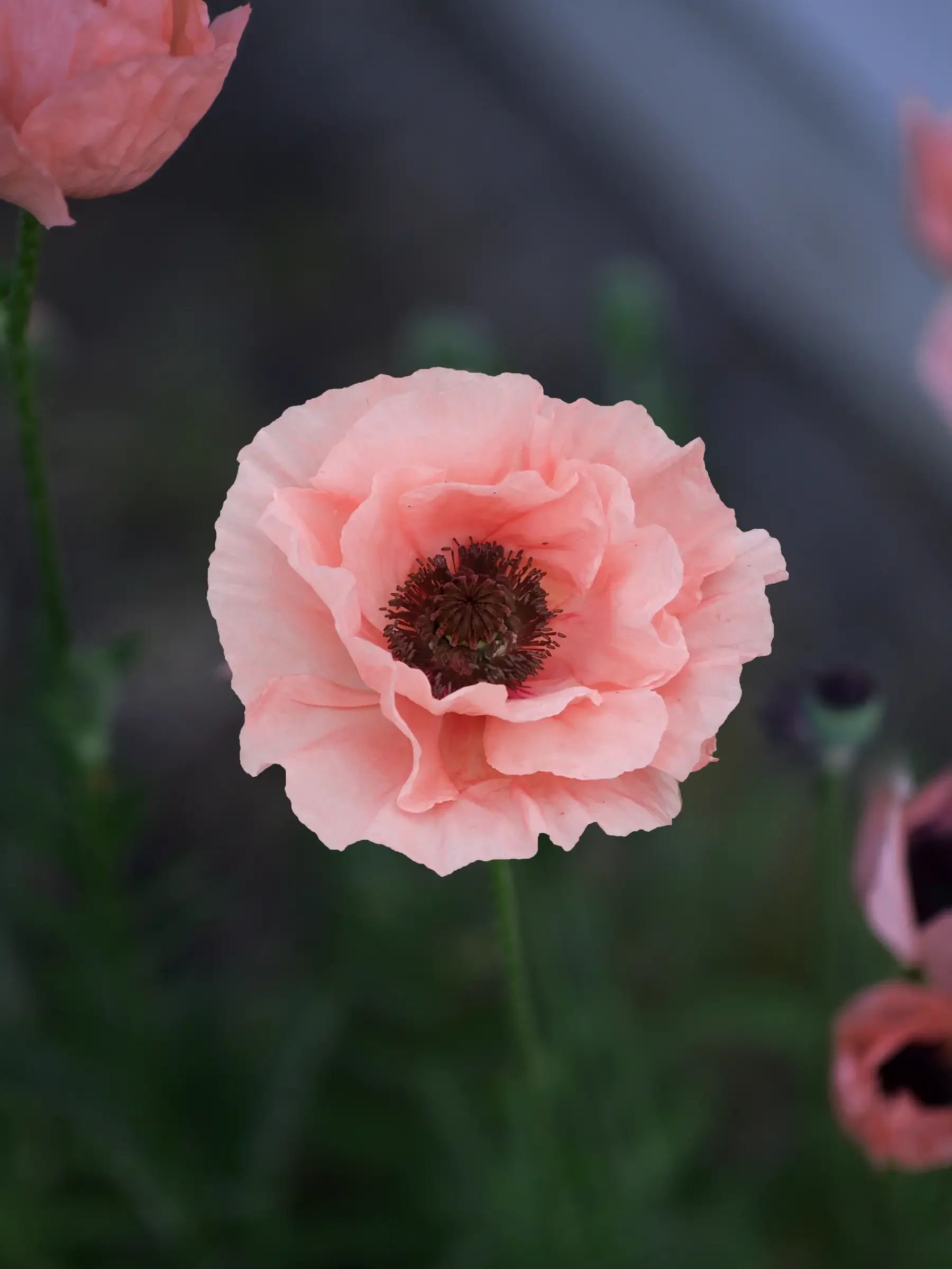 Miniatyrbild 1