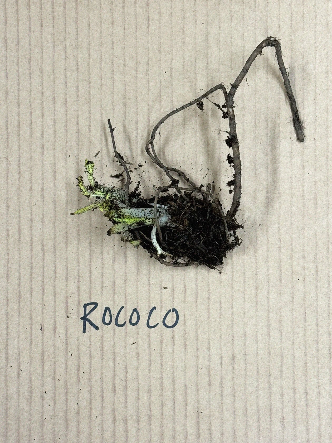 Miniatyrbild 2