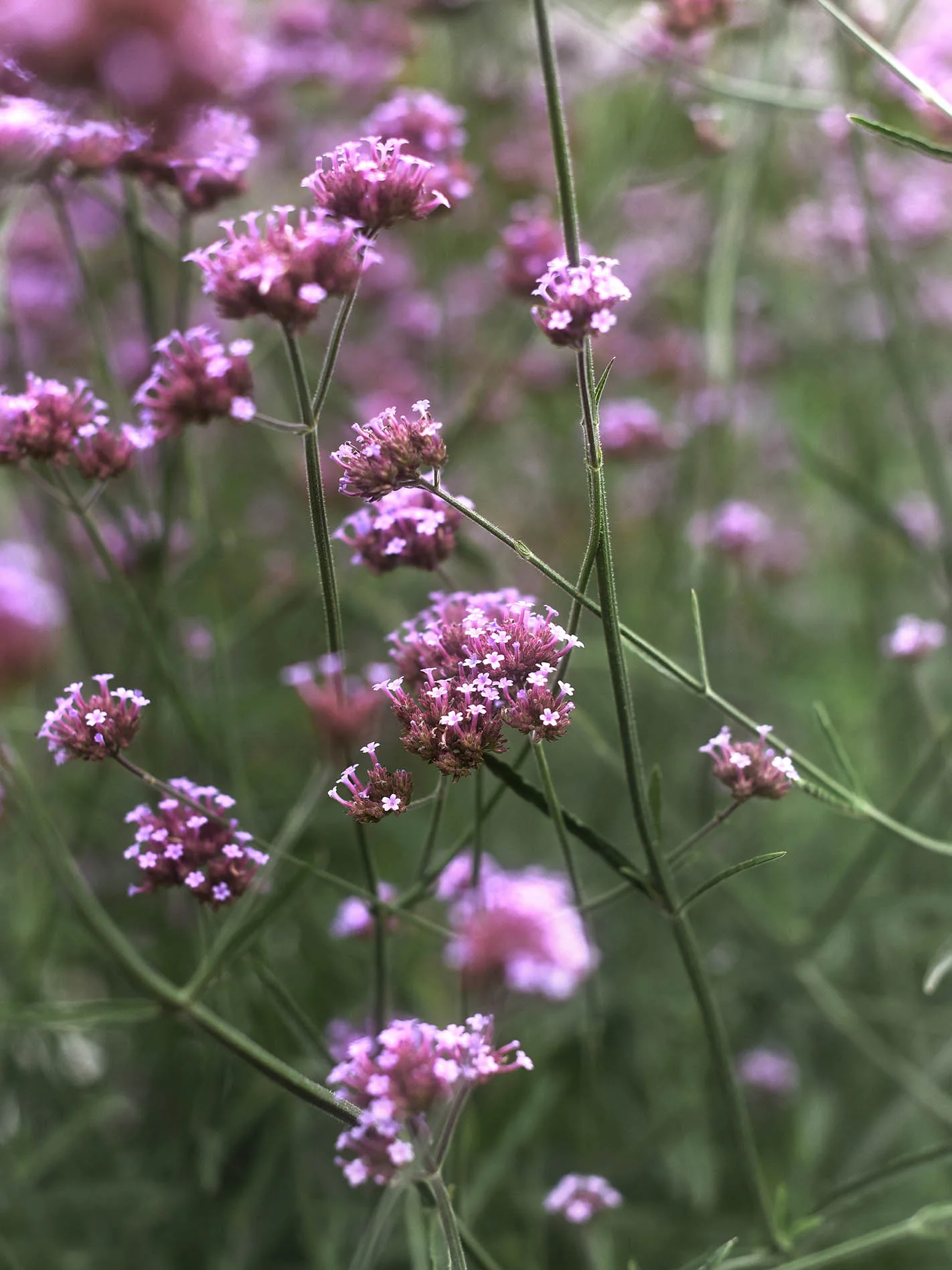 Jätteverbena - Image 3