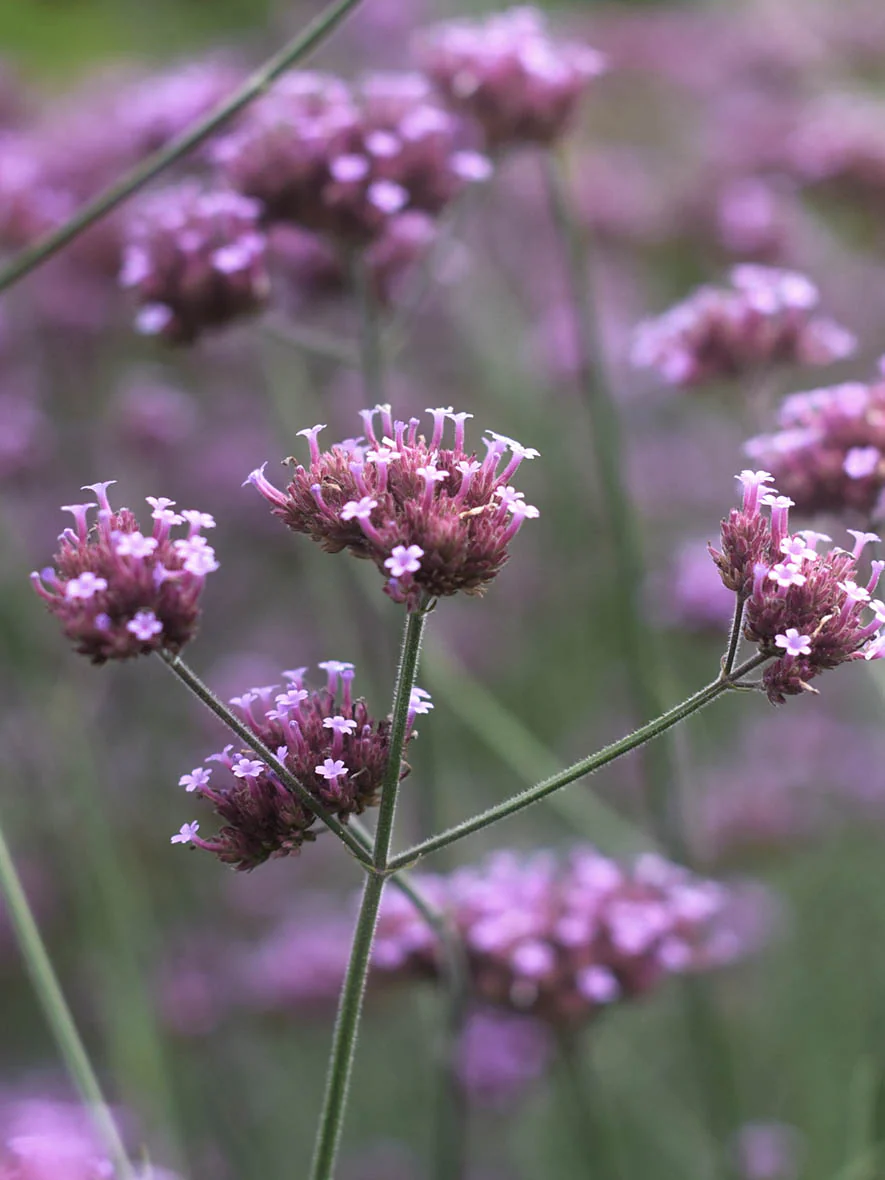 Jätteverbena - Image 4