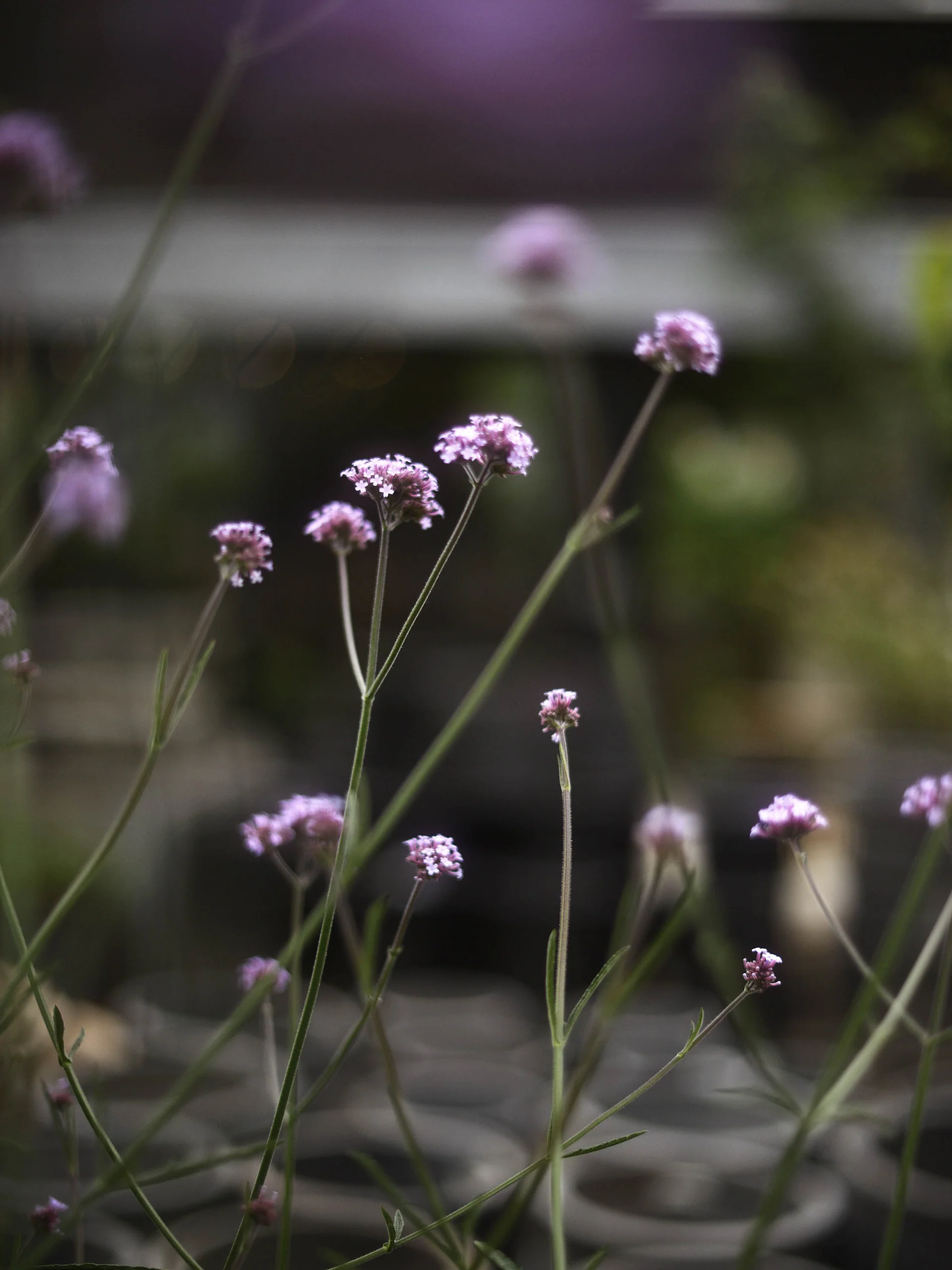 Jätteverbena - Image 5