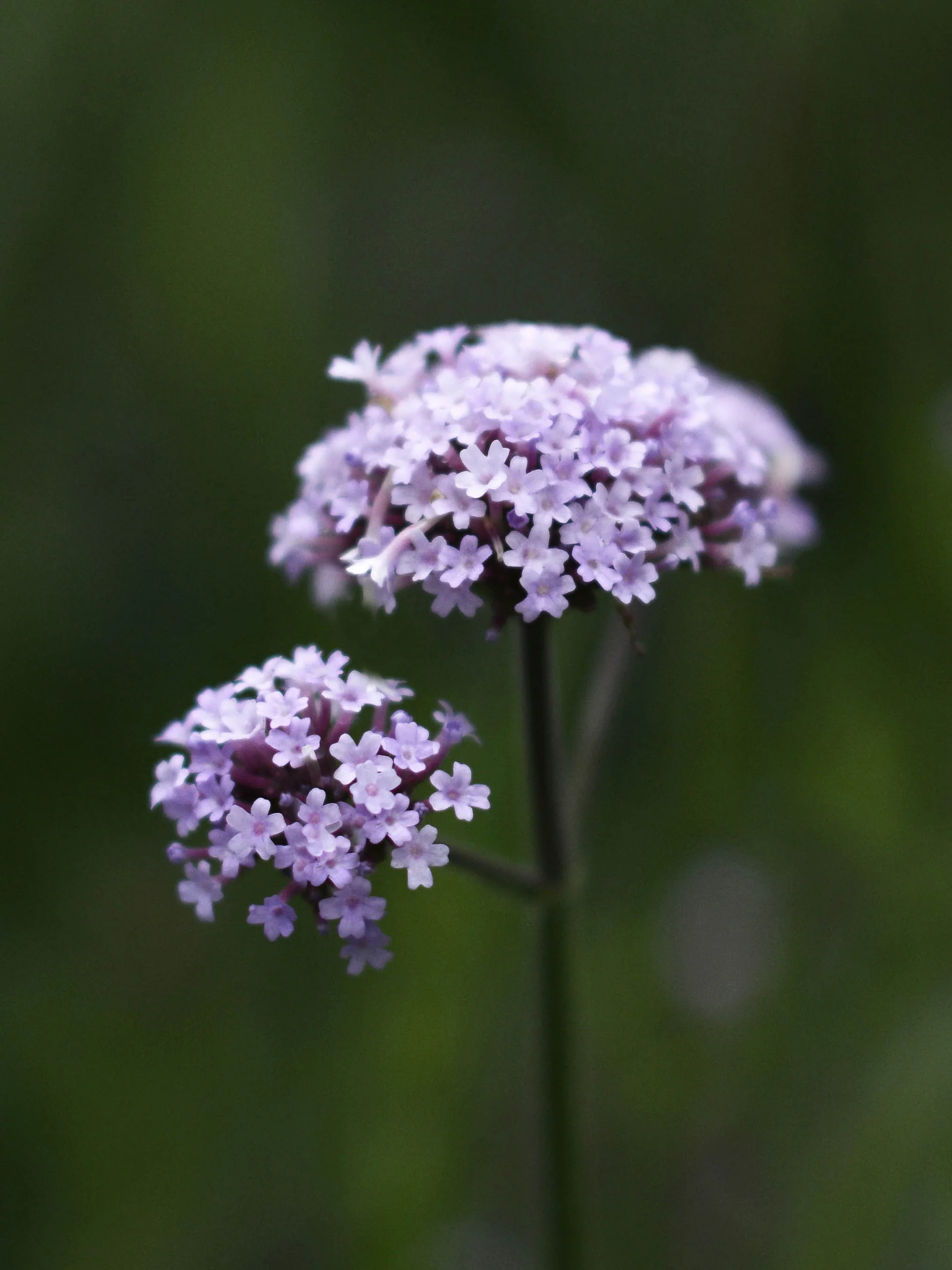 Jätteverbena - Image 6