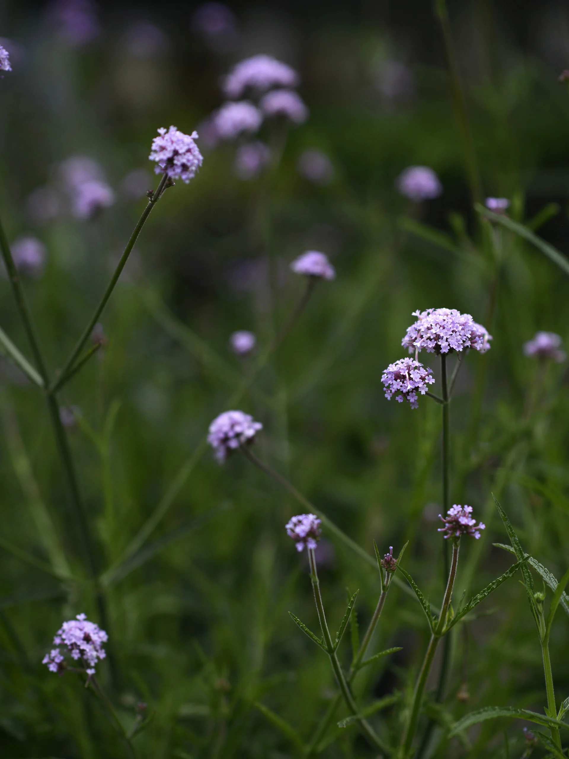 Jätteverbena - Image 7