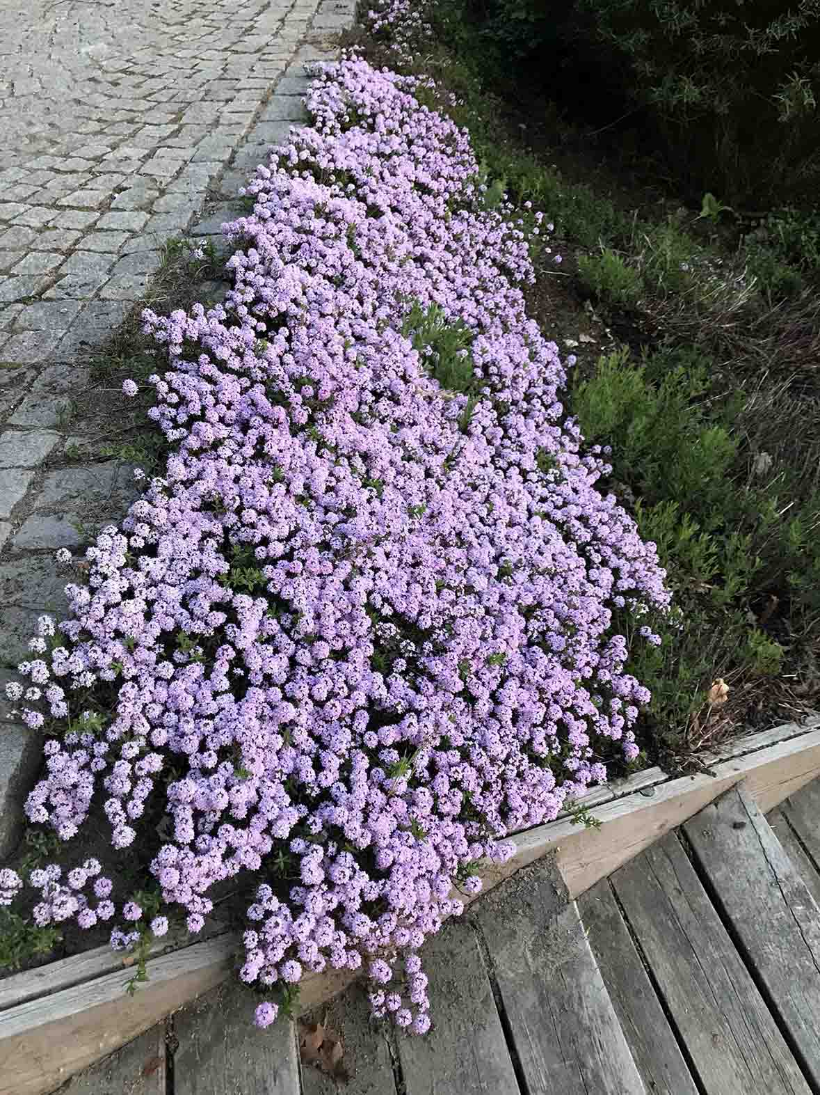 Miniatyrbild 1