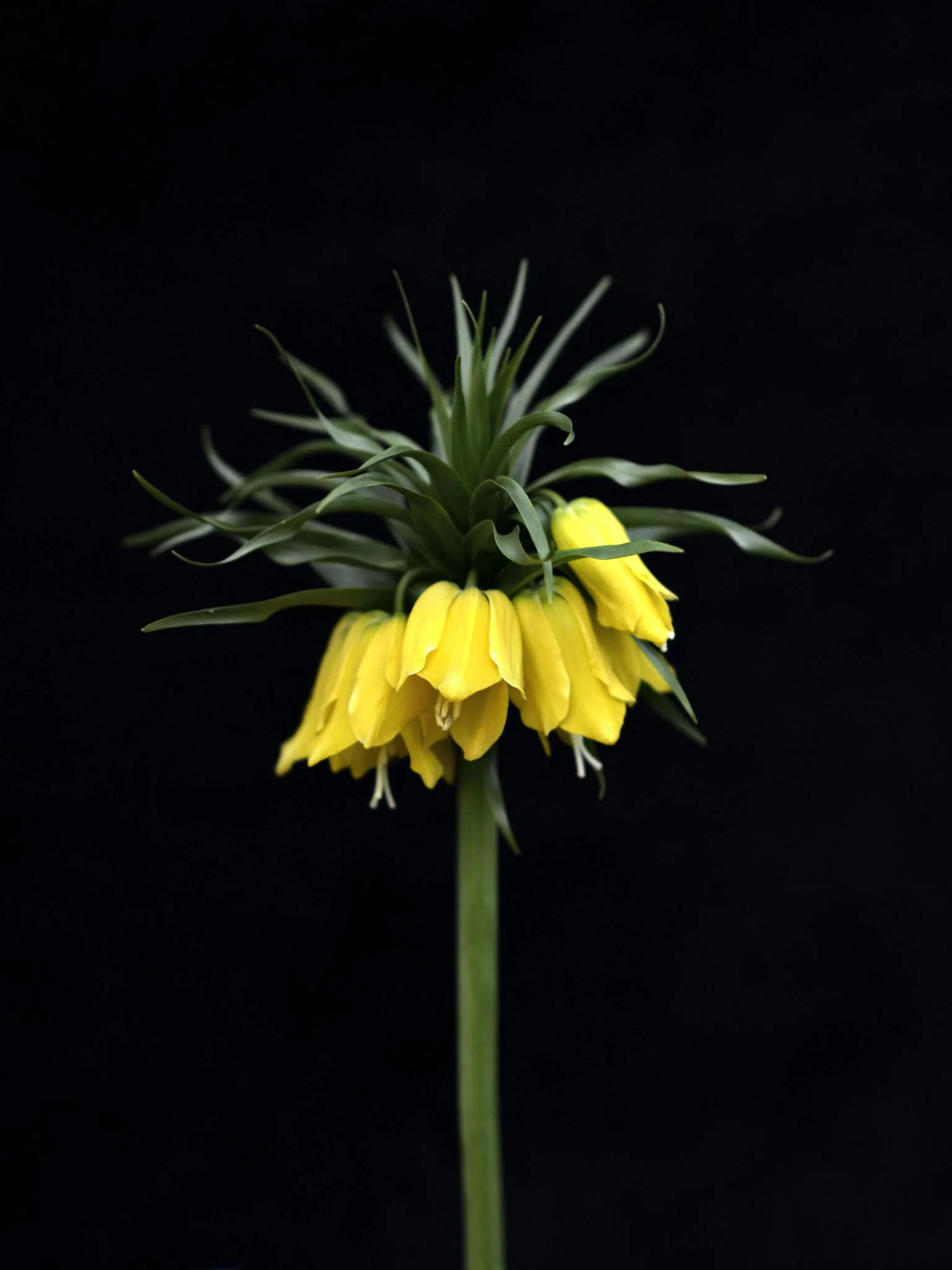 Miniatyrbild 1