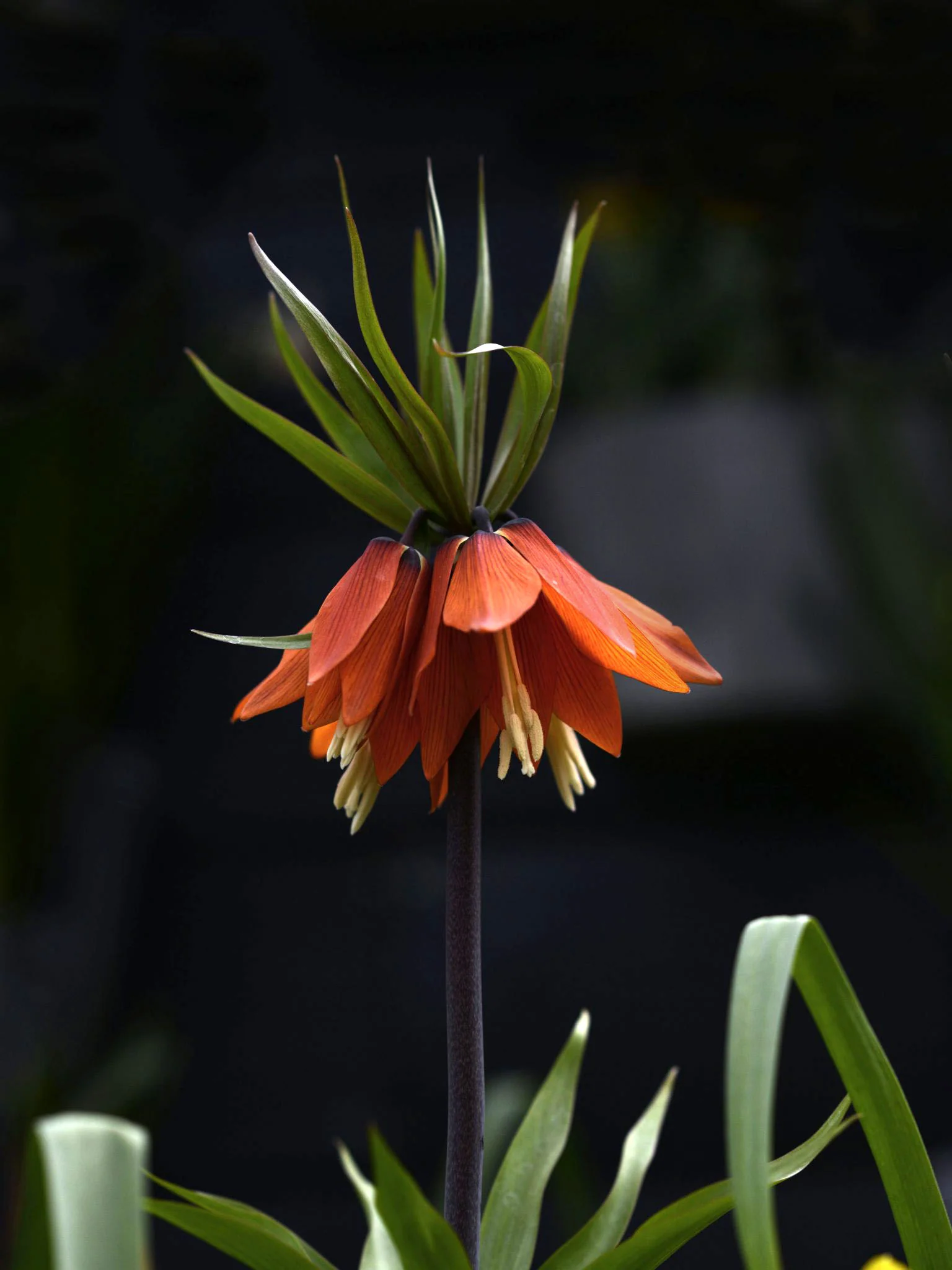 Miniatyrbild 1