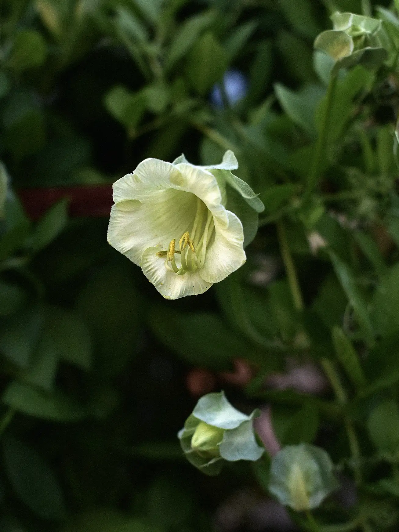 Klockranka 'White' - Image 3