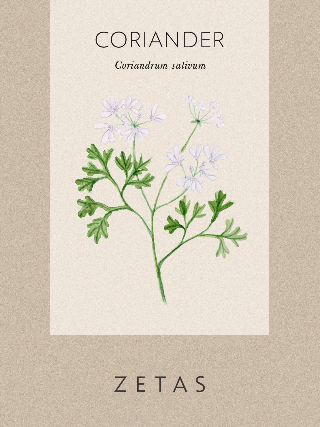 Koriander - Image 5